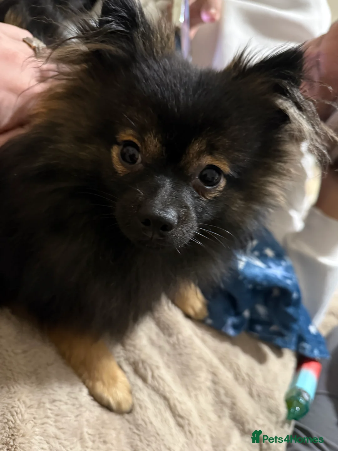 Pomchi dogs for sale: Handsome Pomchi - 1YO - Advert 3