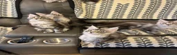 Maine Coon cats for sale: 3 Beautiful Maine Coon kittens forsale in Ammanford - Advert 1