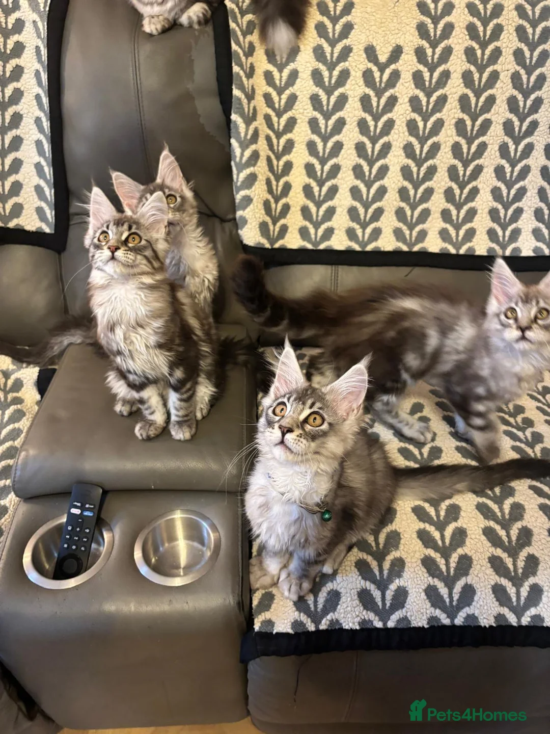 Maine Coon cats for sale: 3 Beautiful Maine Coon kittens forsale in Ammanford - Advert 1