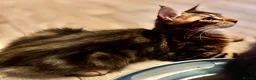 Maine Coon cats for sale: Stunning, friendly pedigree XL Maine Coons last 2! - Advert 28