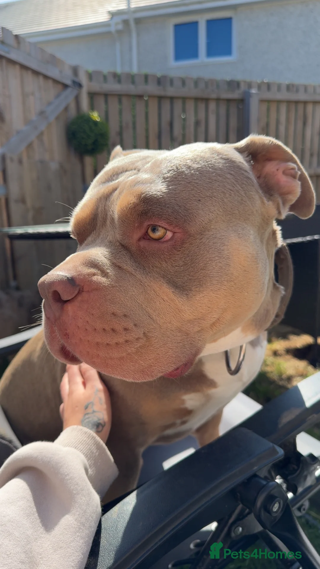 Mixed Breed dogs for sale: Male and female  - Advert 2