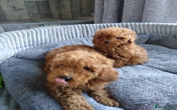 Poodle dogs for sale: Red miniature poodle  - Image 13