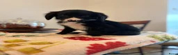 Mixed Breed dogs for sale: Bordoodles ready for there forever homes. - Advert 9
