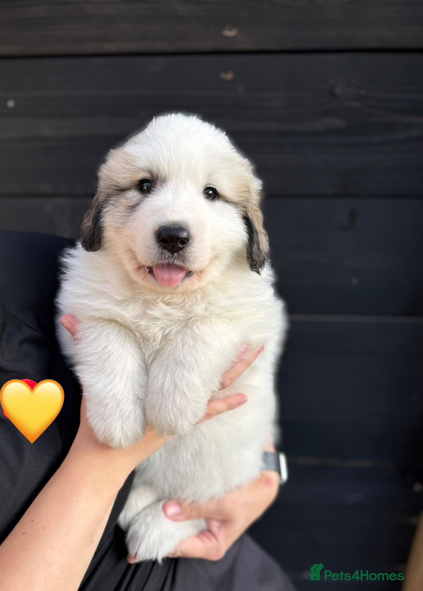 Pyrenean Mountain Dog dogs ONLY 1 Pyrenean Mountain Dog Puppies left 💙💛💙💛 - Advert 1
