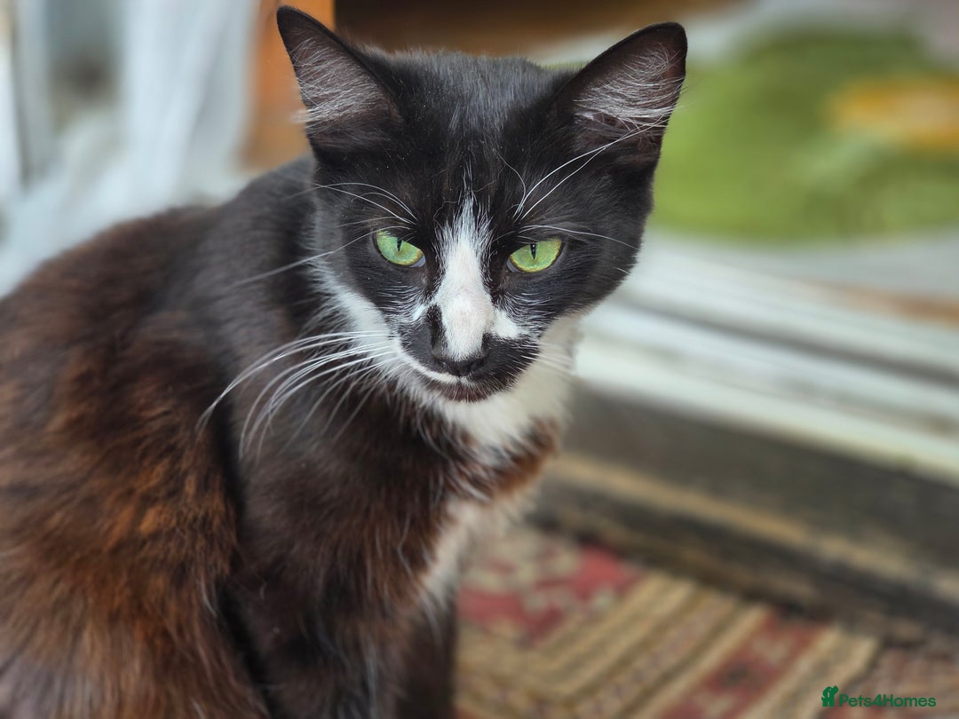 Mixed Breed cats for sale: Kittens for sale (NEED GONE ASAP) - Image 11