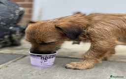 Jack Russell dogs for stud: Jack Russell for stud - Image 8