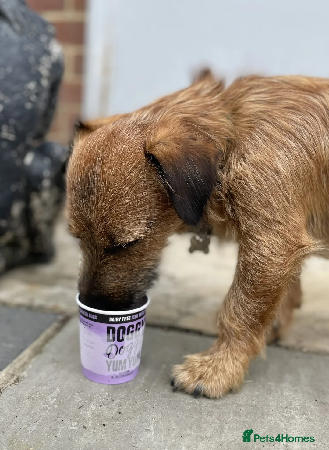 Jack Russell dogs for stud: Jack Russell for stud - Advert 10