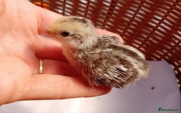 Quail poultry for sale: Snowflake Bobwhite Quail Chicks ~ Various Ages - Image 20