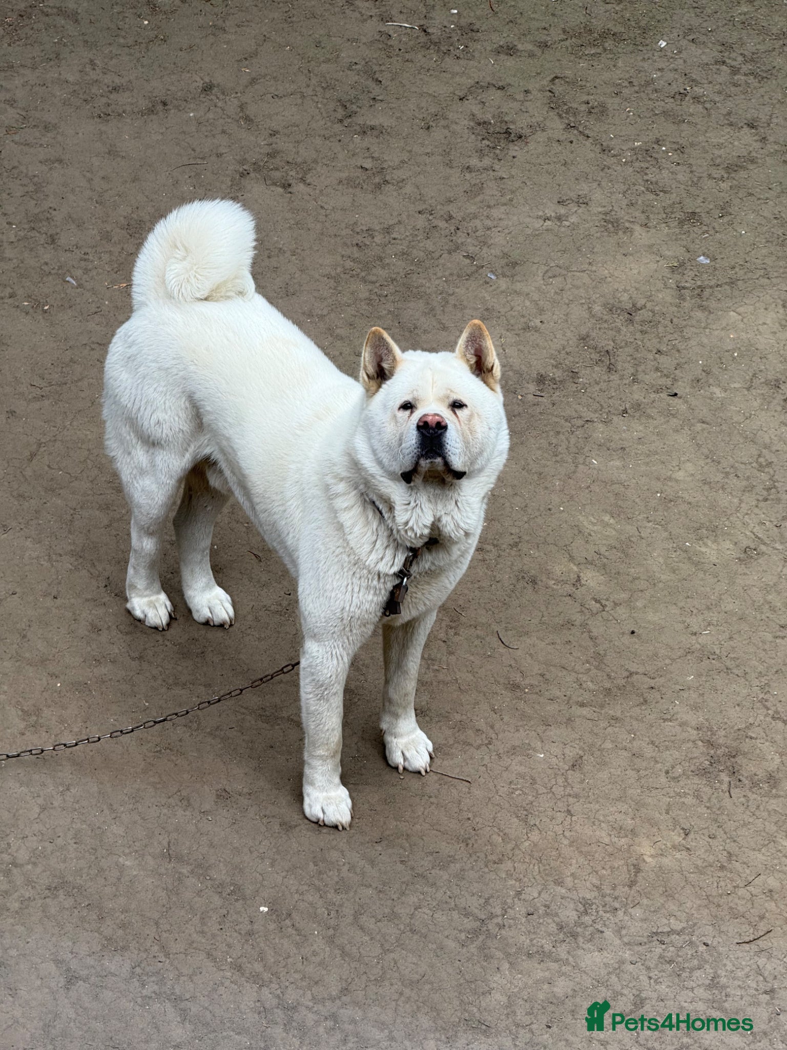 Akita dogs Pedigree American akita - Advert 1