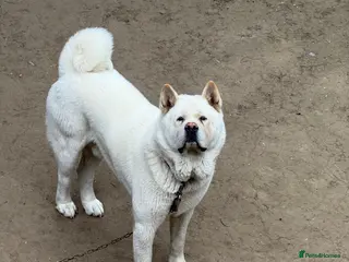 Akita dogs Pedigree American akita - Advert 1