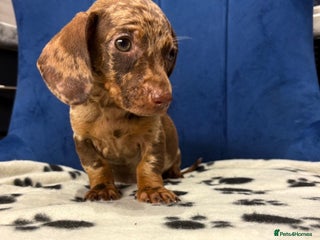 Miniature Dachshund dogs Miniature Dachshunds 8 weeks old ready to leave - Advert 4