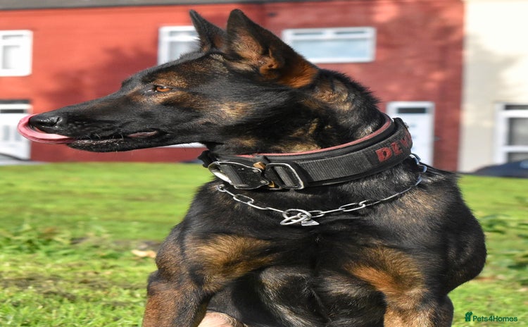 Belgian Shepherd Dog dogs - Advert 1