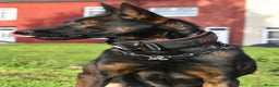 Belgian Shepherd Dog dogs for sale: Bullherders top working lines  - Advert 4