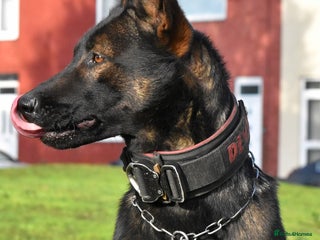 Belgian Shepherd Dog dogs - Advert 1