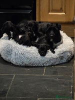 Patterdale Terrier dogs - Advert 1