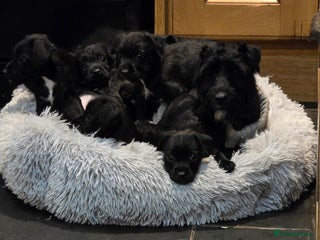 Patterdale Terrier dogs - Advert 4