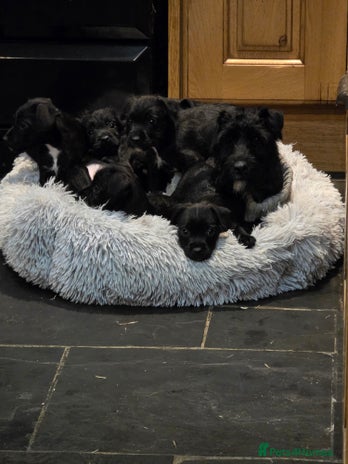 Patterdale Terrier dogs - Advert 1