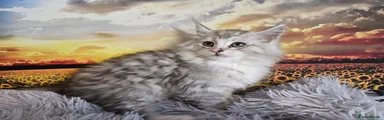 Maine Coon Kitten 3 Gino