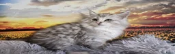 Maine Coon cats for sale: Stunning registered Maine Coon kittens - Advert 15
