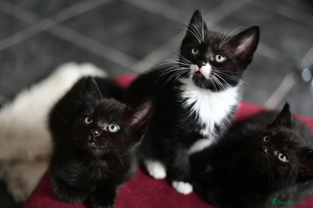 Munchkin cats for sale: Cute Tuxedo Kitten is looking 4 good home - Advert 2