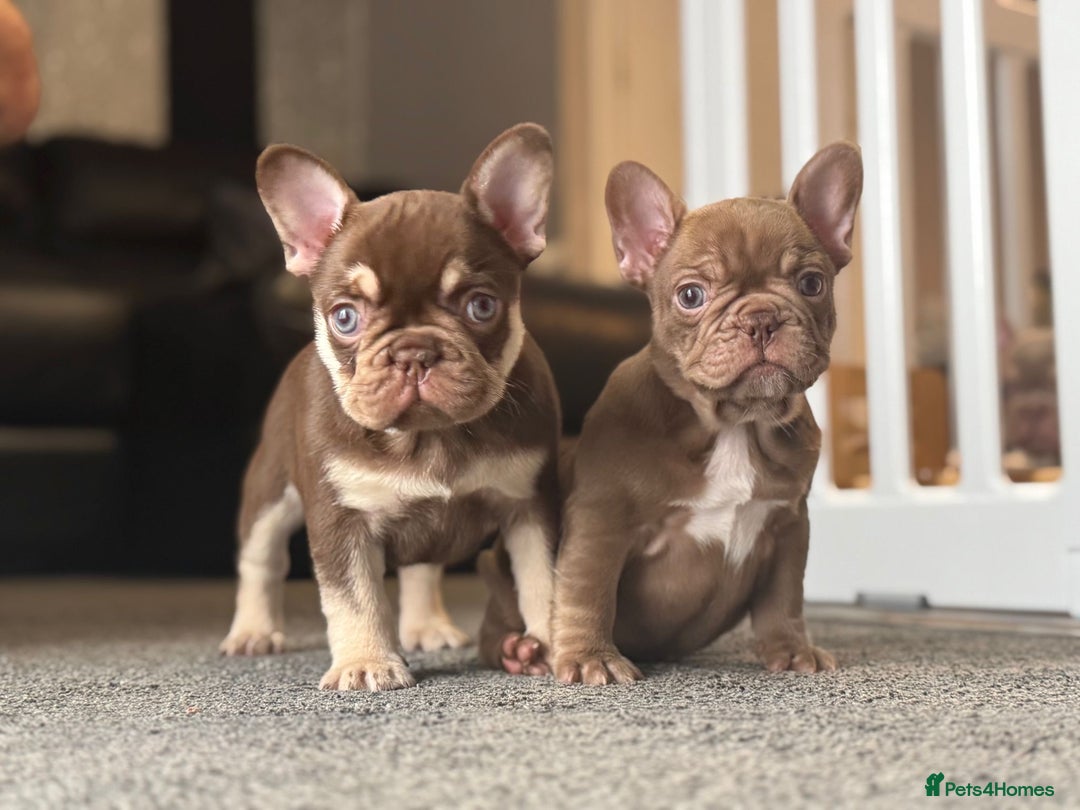 French Bulldog dogs for stud: 🏆KING HADE BEST ROJO AND TAN🏆 in Sittingbourne - Image 11