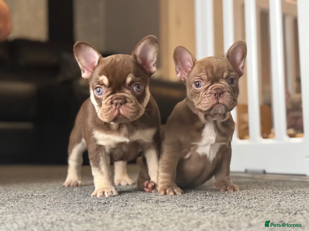 French Bulldog dogs for stud: 🏆KING HADE BEST ROJO AND TAN🏆Jan Sale❗️ in Sittingbourne - Advert 12