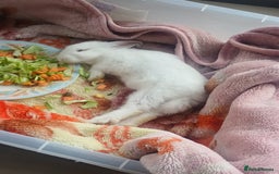 Netherland Dwarf rabbits for sale: Selling 1 nerherland dwarf girl bunny with cage  - Image 1