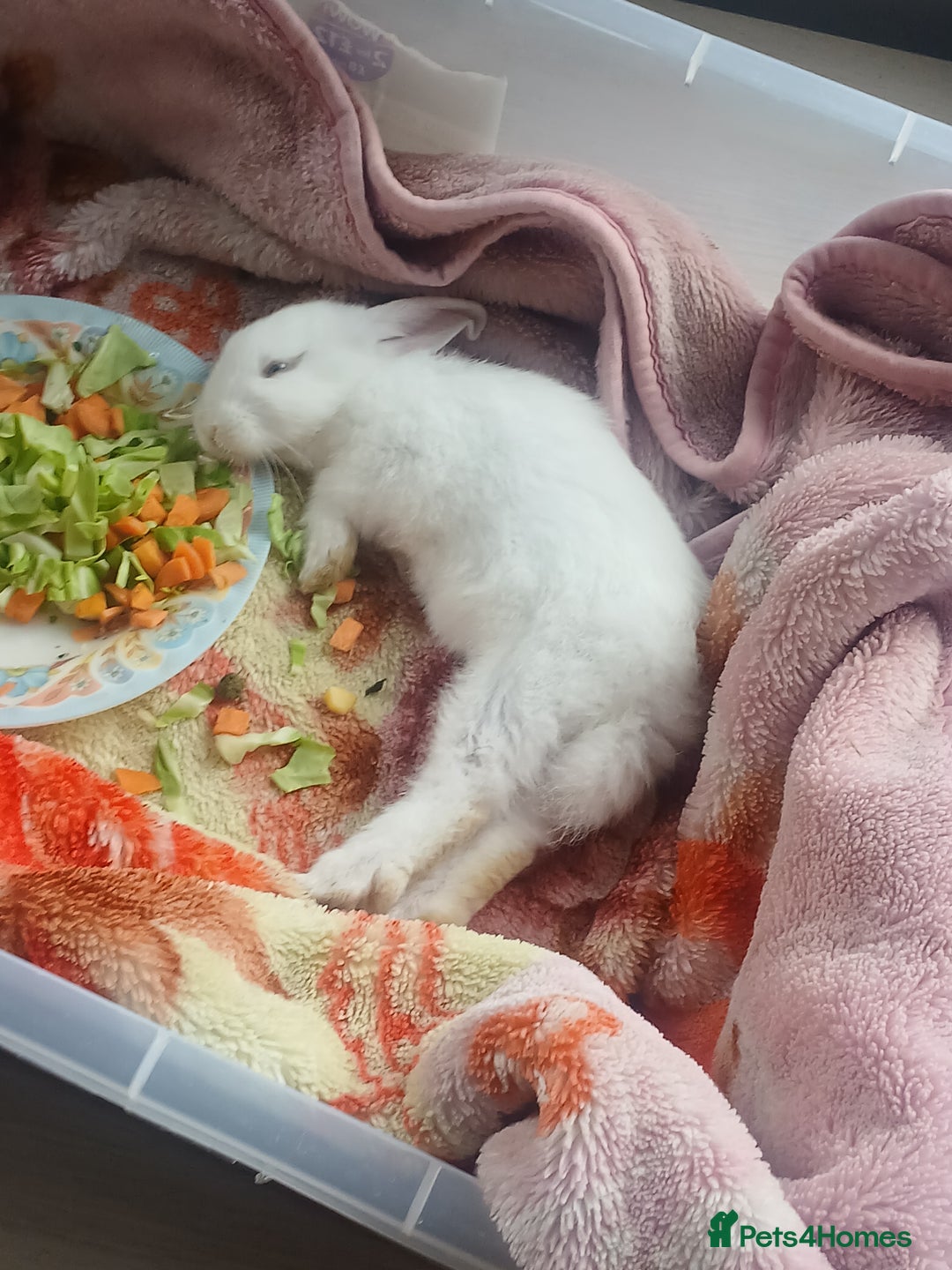 Netherland Dwarf rabbits for sale: Selling 1 nerherland dwarf girl bunny with cage  - Image 1