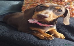 Dachshund dogs for sale: Quality miniture dachshund forSale Ready now  - Image 4