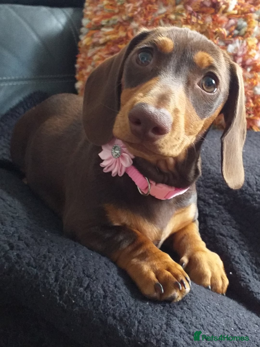Dachshund dogs for sale: Quality miniture dachshund forSale Ready now  - Image 4