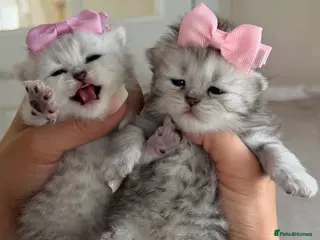 British Shorthair cats 🐾2 pedigree silver British shorthair 🐾 - Advert 16