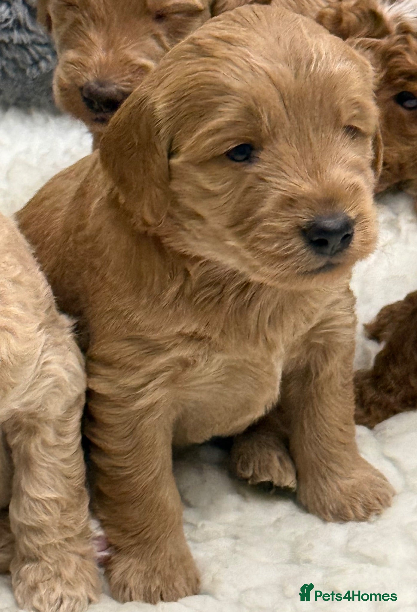 Double Doodle dogs Sunning littler of Australian Double Doodles  - Advert 1