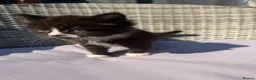 Mixed Breed cats for sale: BSH mixed breed kittens - Advert 22
