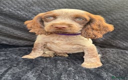 Cocker Spaniel dogs for sale: Beautiful Female Cocker Spaniel Puppies  - Image 8