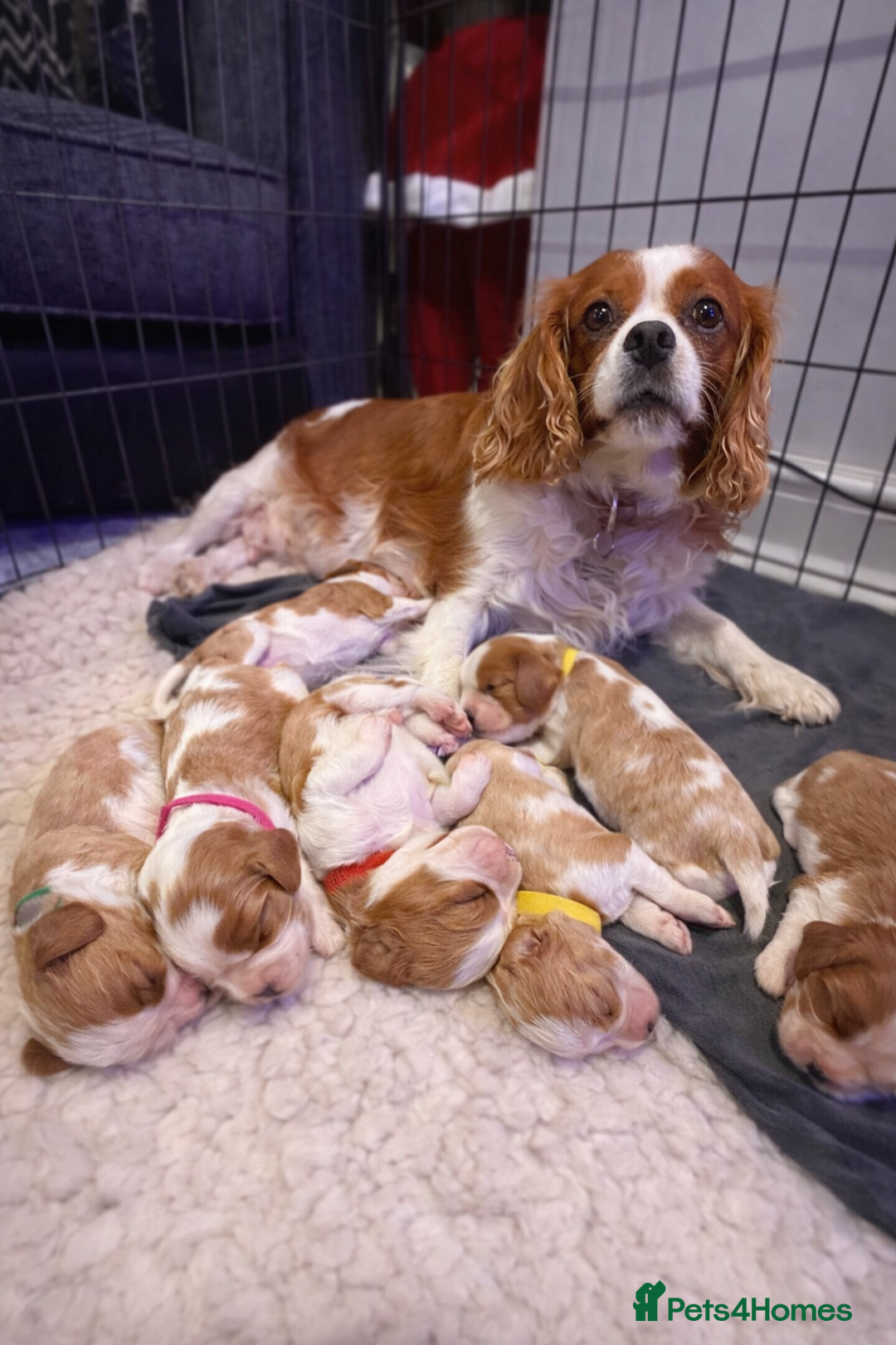 Cavalier King Charles Spaniel dogs for sale: King Charles Cavalier Puppies 5⭐️Breeder Blenheim - Advert 11