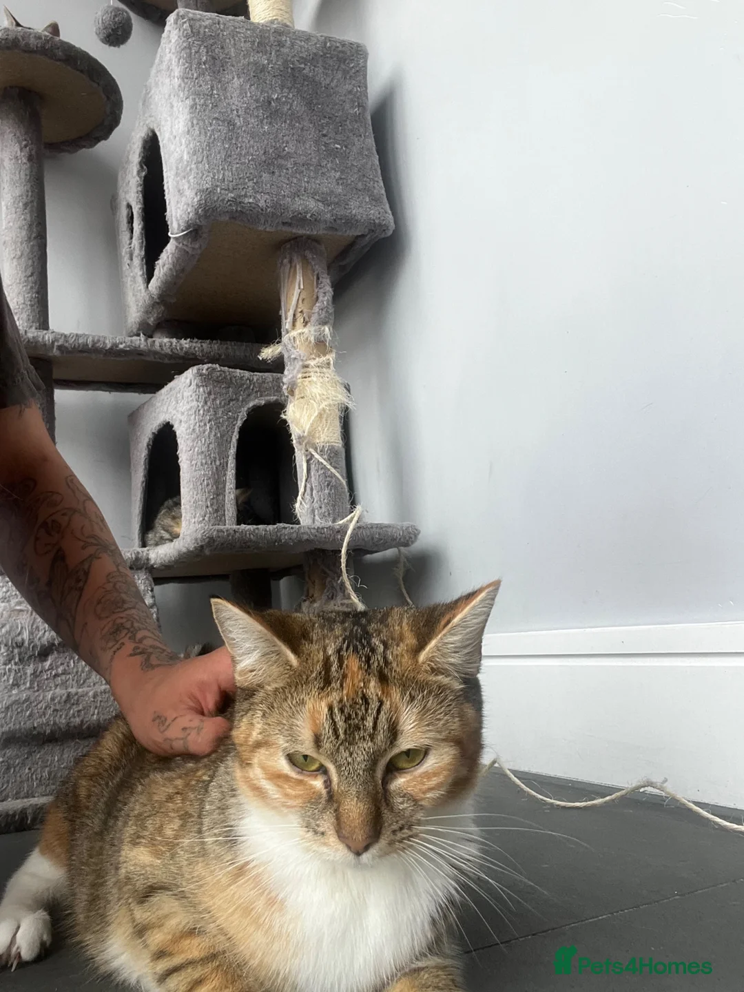 Mixed Breed cats for sale: 5 beautiful kittens ready for their forever home - Advert 1