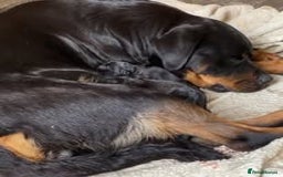 Mixed Breed dogs for sale: The Perfect Family Mid-Sized Pet - Sprocker X Rott - Image 7