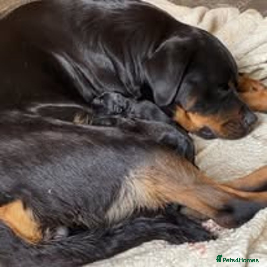 Mixed Breed dogs for sale: The Perfect Family Mid-Sized Pet - Sprocker X Rott - Image 7