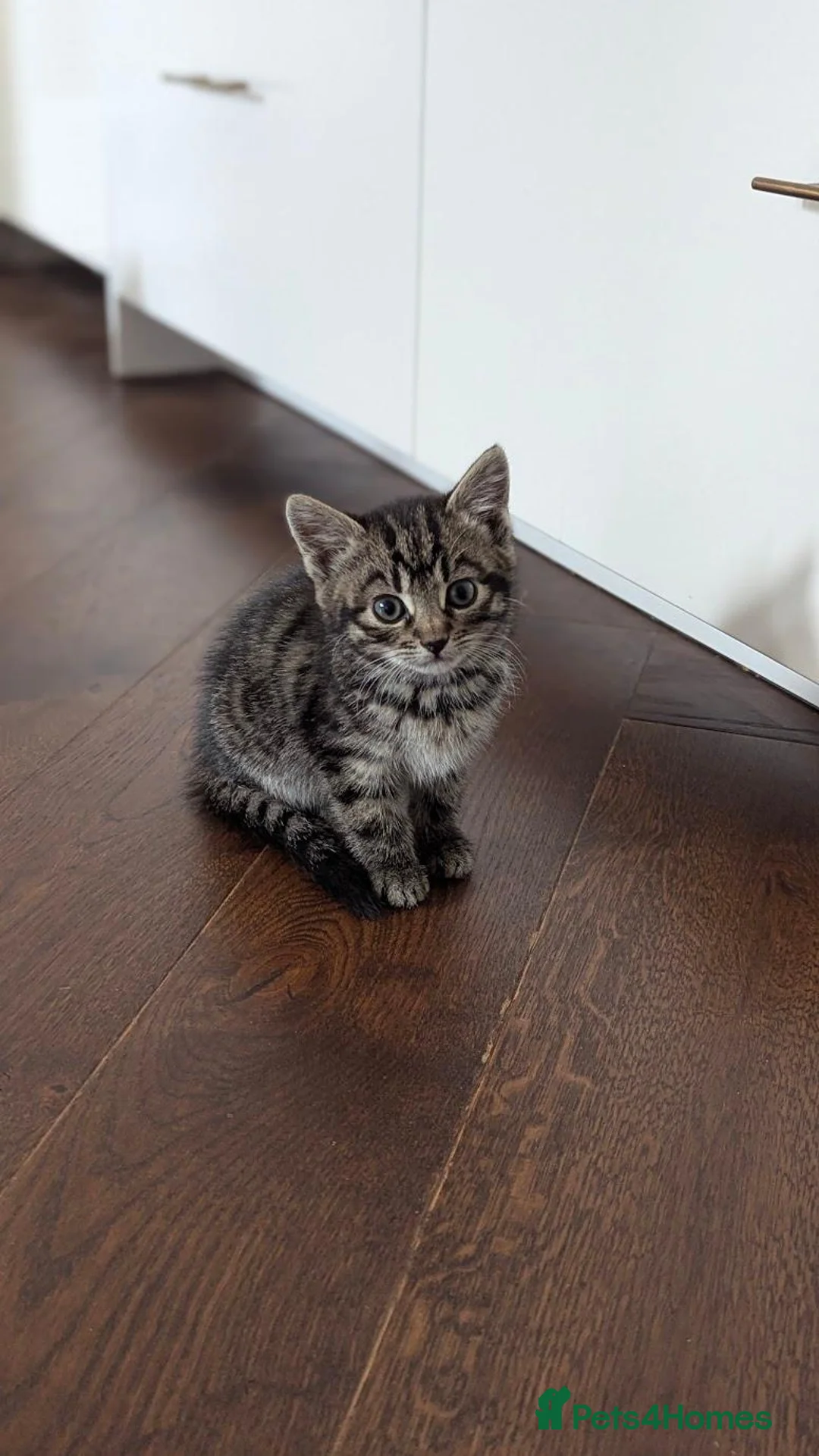 Mixed Breed cats for sale: Beautiful tabby kittens looking for a loving home - Advert 6