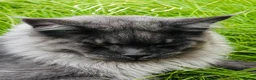 Maine Coon cats for sale: 9 STUNNING BLACK SMOKE MAINE COON CUBS  - Advert 25
