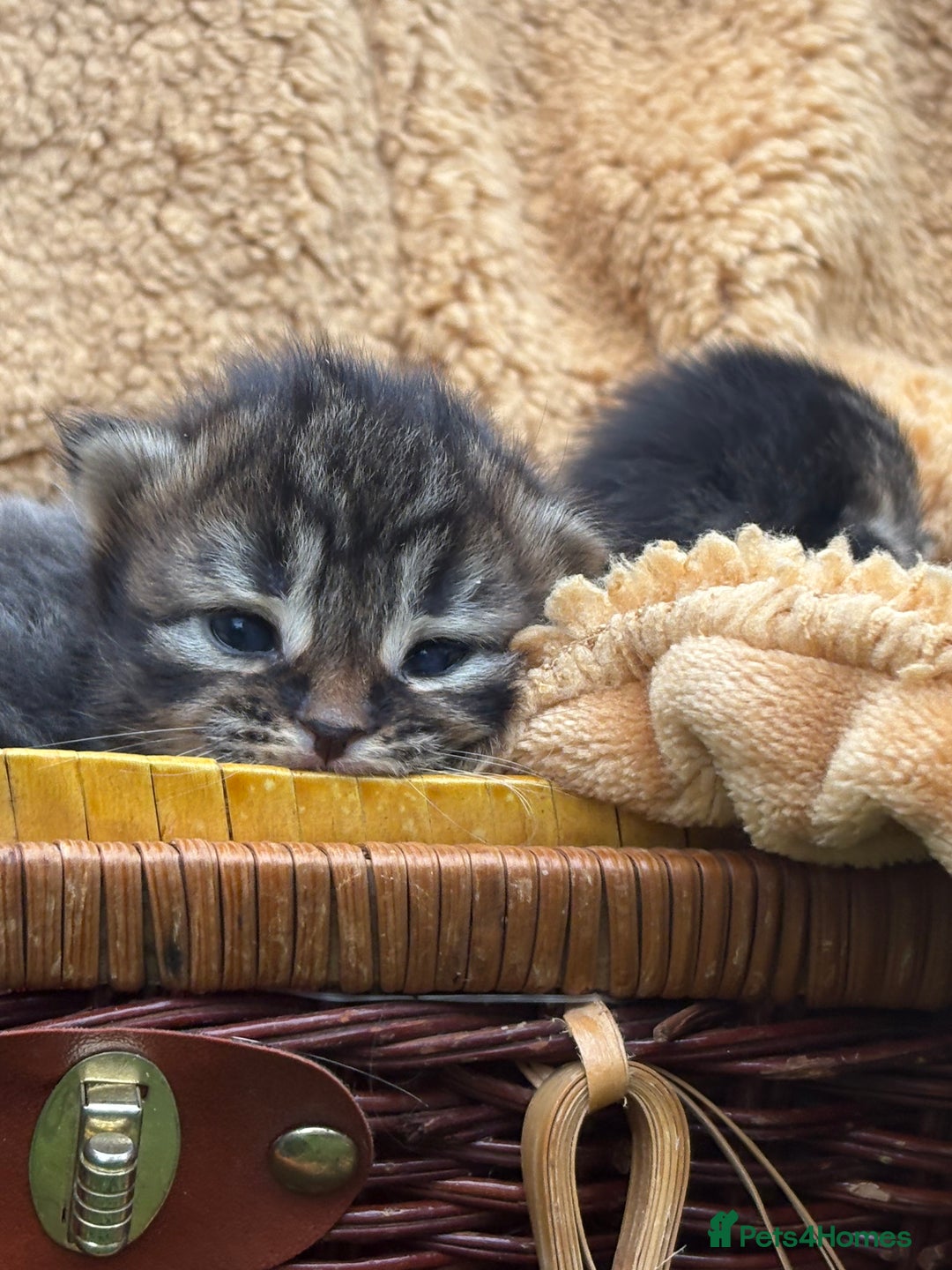 Maine Coon cats for sale: Maincoon cross kittens  - Image 13