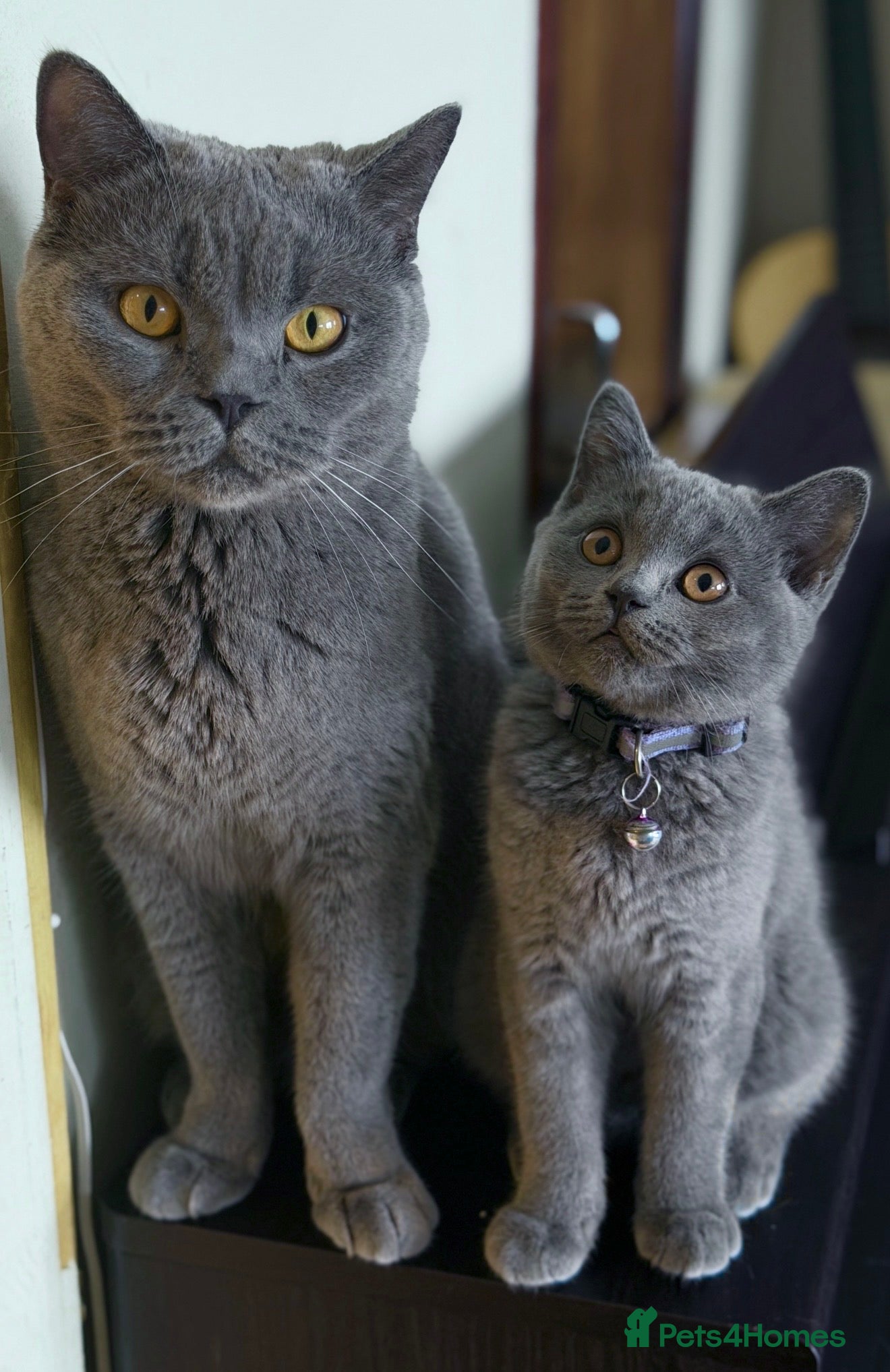 British Shorthair cats Ready to collect now! - GCCF BSH kittens!  - Advert 1
