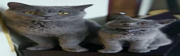 British Shorthair cats for sale: GCCF British shorthair kittens!Ready to collect! - Advert 8