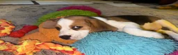 Beagle dogs for sale: Champion sired beagles KC reg & DNA health tested - Advert 12