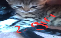 Domestic Shorthair cats for sale: 4 kitten 2 male 2 female  - Image 3