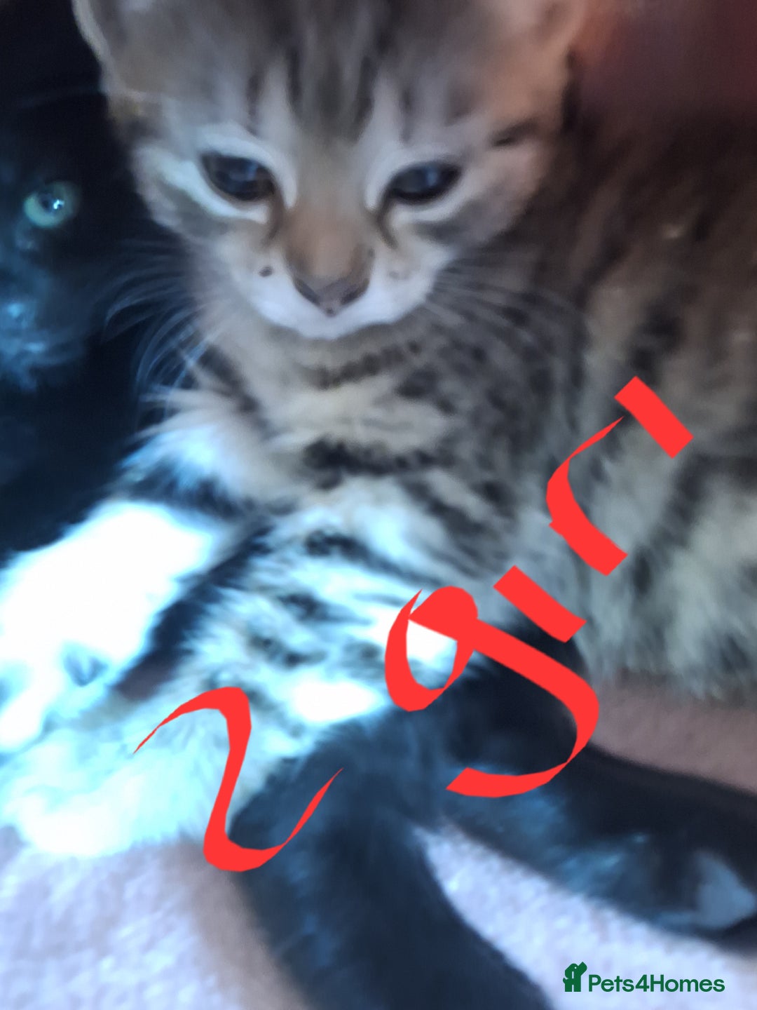 Domestic Shorthair cats for sale: 4 kitten 2 male 2 female  - Image 3