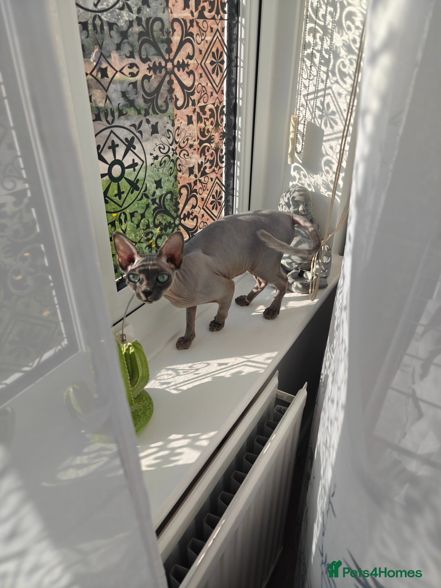 Sphynx cats Lilac female cat 13 months old  - Advert 3