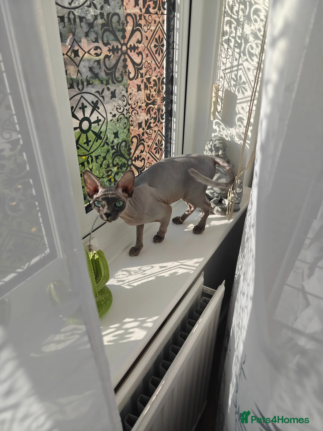 Sphynx cats for sale: Lilac female cat 13 months old  - Advert 1