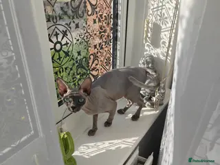 Sphynx cats Lilac female cat 13 months old - Advert 1