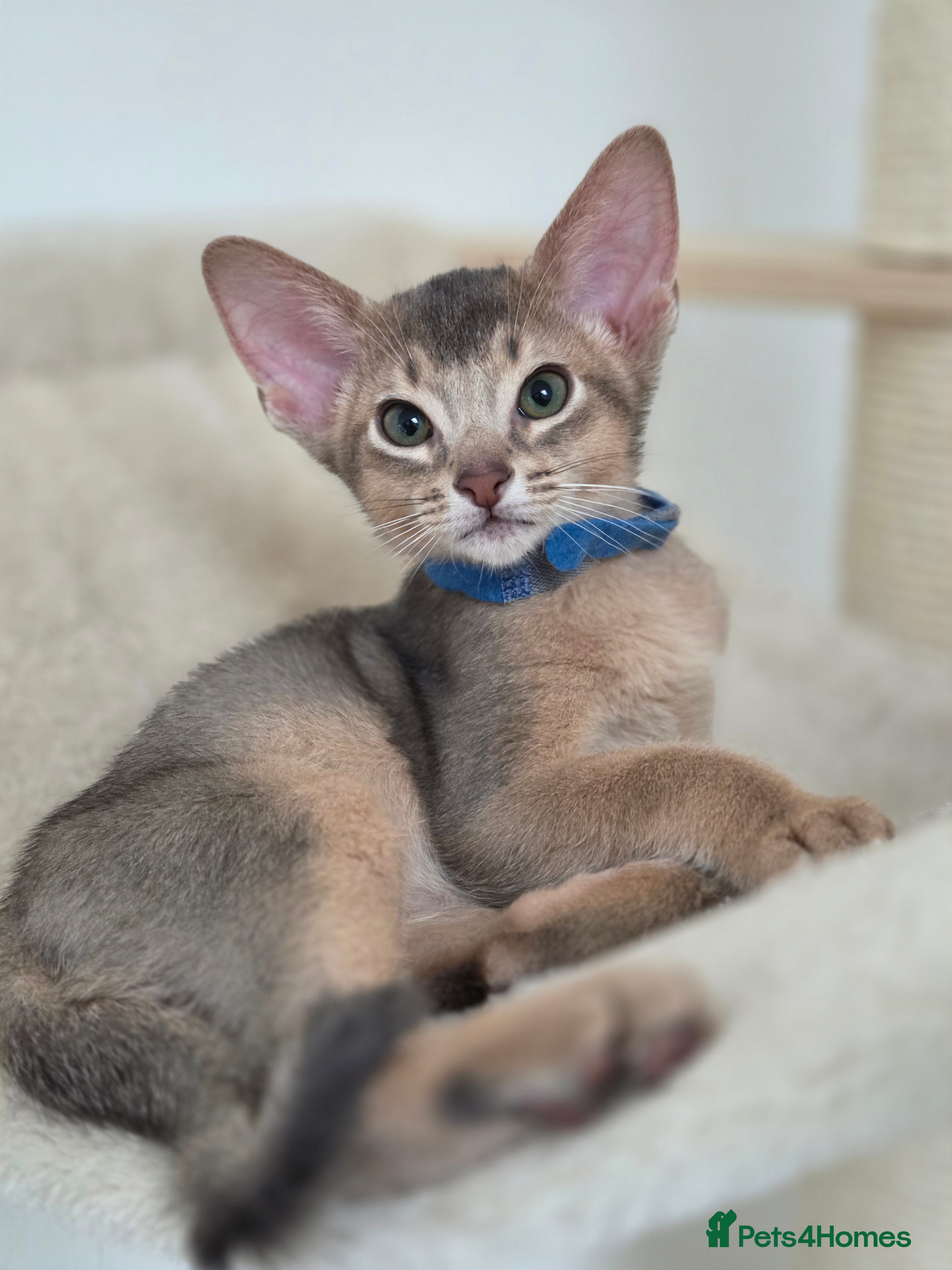 Abyssinian cats Gorgeous Tica  Abyssinian Kittens  - Advert 3